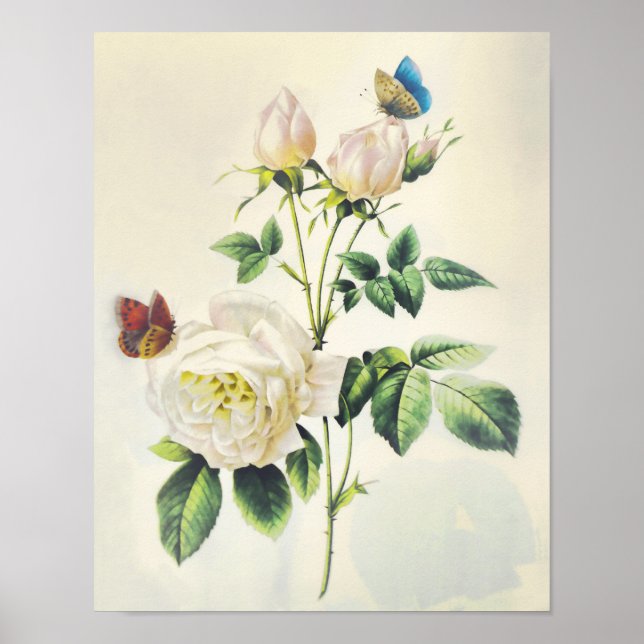 Affiches Roses blanches et papillons par Pierre Redoute (Devant)