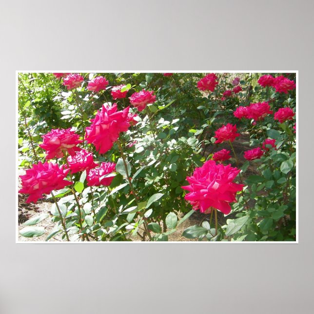 Affiches Roses de Fushia partout (Devant)