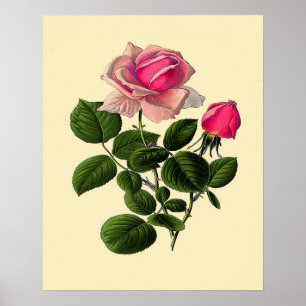 Affiches Roses de thé rose