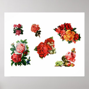 Affiches Roses in Bloom
