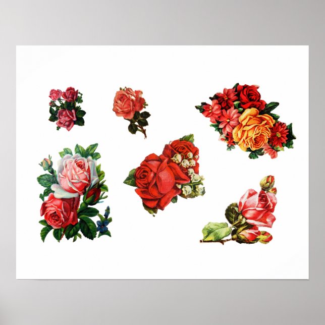 Affiches Roses in Bloom (Devant)