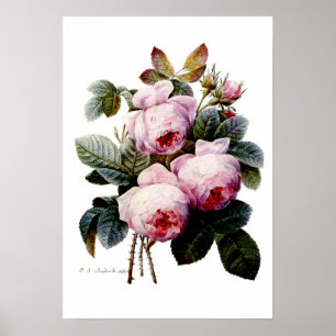 Affiches Roses par Redoute