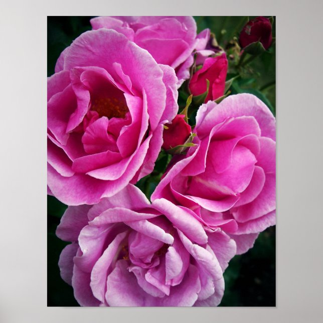 Affiches Roses roses (Devant)