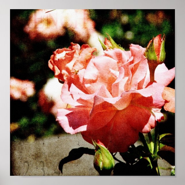Affiches Roses roses (Devant)
