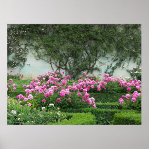 Affiches Roses roses élégants