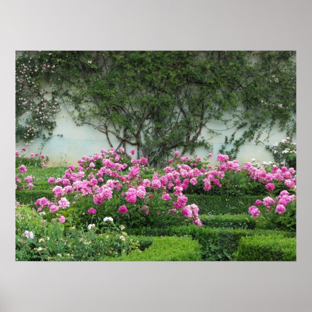 Affiches Roses roses élégants (Devant)