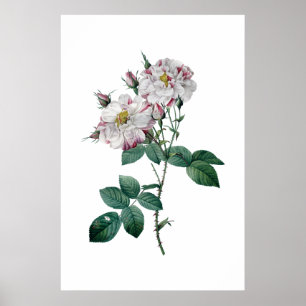 Affiches Roses roses par la copie de la meilleure qualité