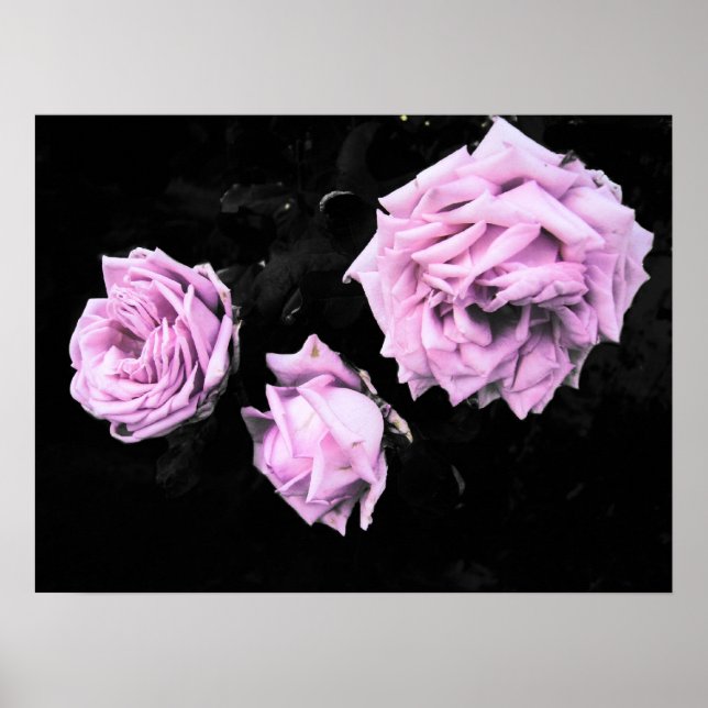 Affiches roses roses roses (Devant)