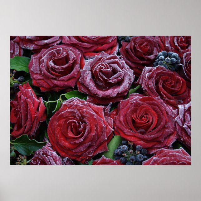 Affiches Roses rouges foncés gelées sur une tombe (Devant)