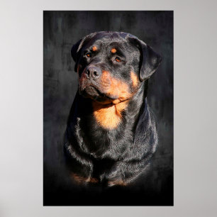 Affiches Rottweiler