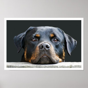 Affiches Rottweiler