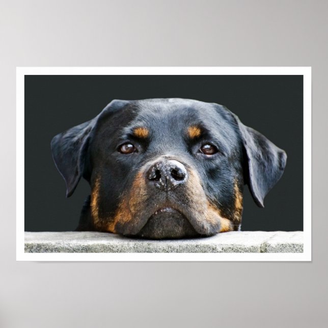 Affiches Rottweiler (Devant)