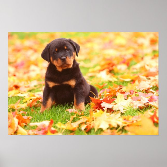 Affiches Rottweiler Chiot Assis Dans Les Feuilles D'Automne (Devant)