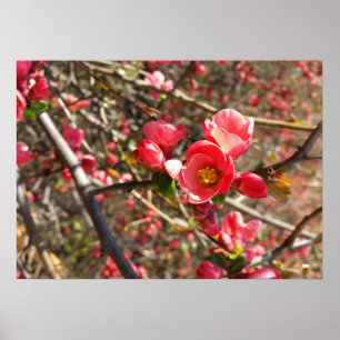 Affiches rouge au printemps