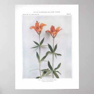 Affiches Rouge, Bois ou Philadelphie Lily