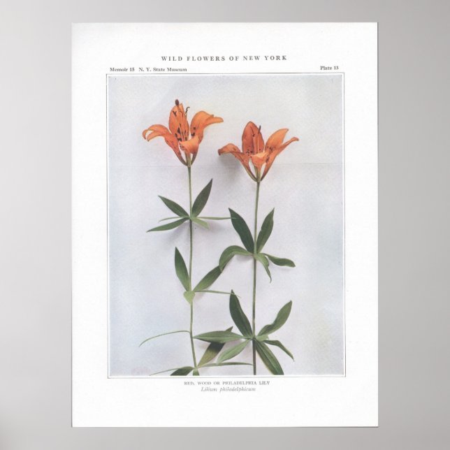 Affiches Rouge, Bois ou Philadelphie Lily (Devant)