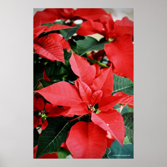 Affiches Rouge clair Poinsettia Noël (Devant)