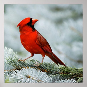 Affiches Rouge d'oiseau