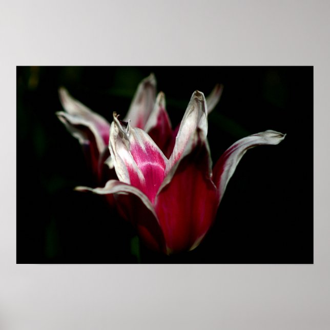 Affiches Rouge et blanc sur noir (Devant)