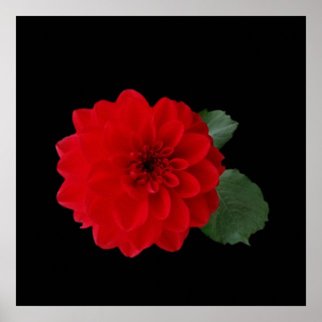 Affiches rouge vif (Devant)