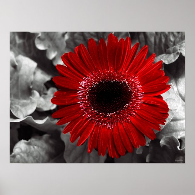 Affiches rouge vu (Devant)