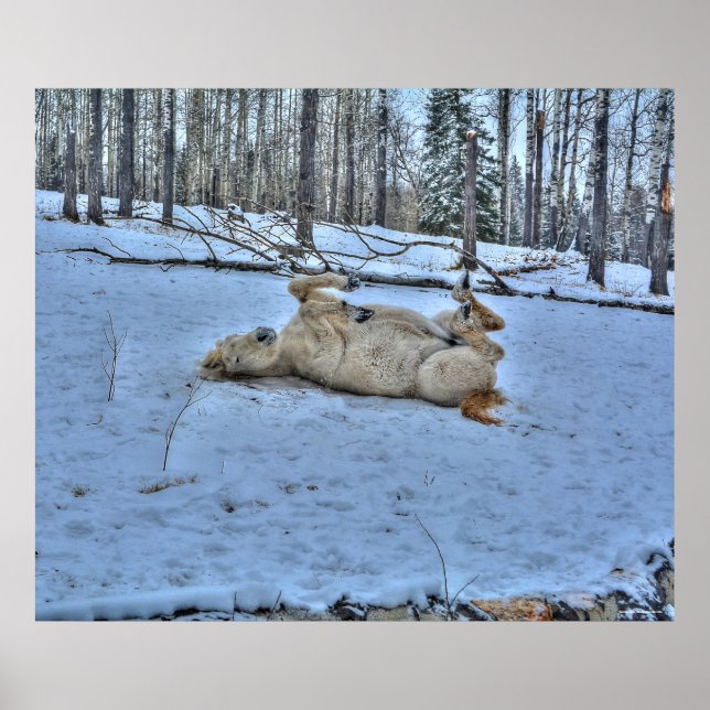 Affiches Roulement du cheval blanc en hiver photo neige (Devant)