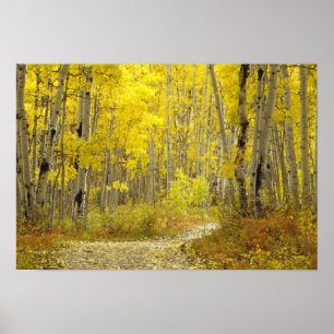 Affiches Route avec couleurs d'automne et trembles dans Keb