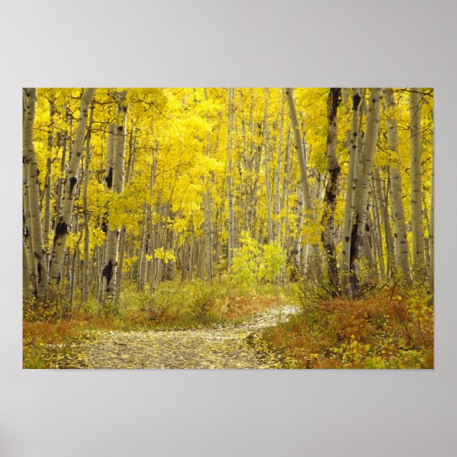 Affiches Route avec couleurs d'automne et trembles dans Keb (Devant)
