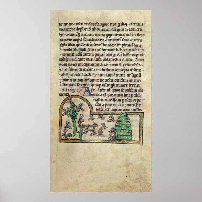 Affiches Roy Page de texte avec illustration (Devant)