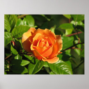 Affiches Royal Sunset Hybrid Tea Rose 018