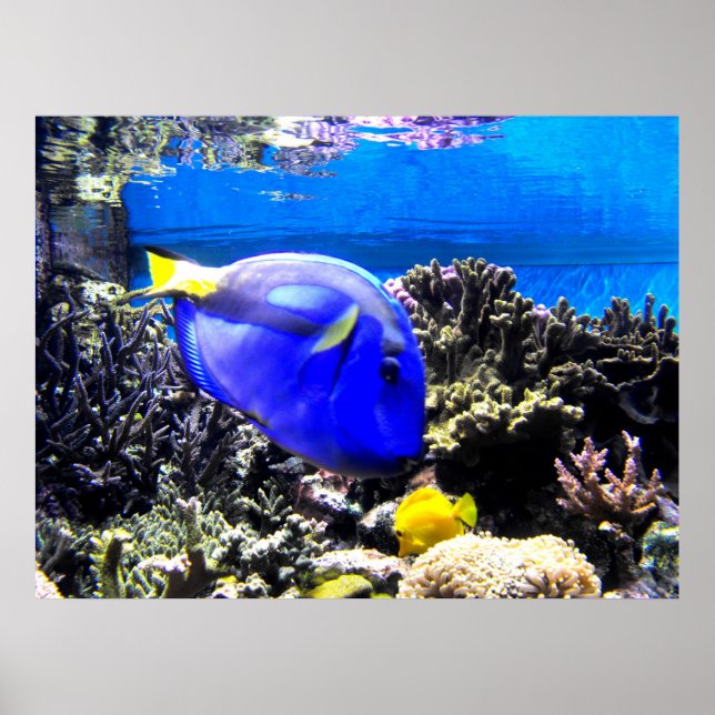 Affiches Royal tang and Yellow tang fish (Devant)