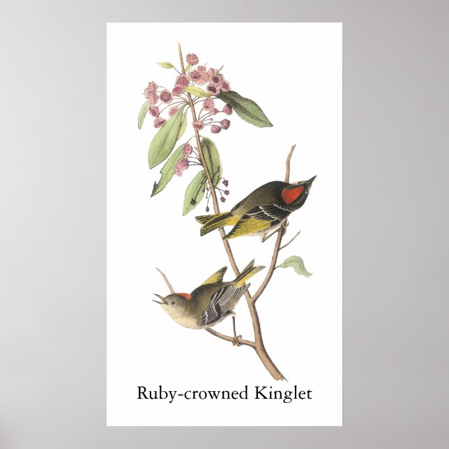 Affiches Ruby couronné Kinglet, John Audubon (Devant)