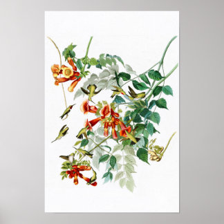 Affiches Ruby-throated Humming Bird Audubon Birds America