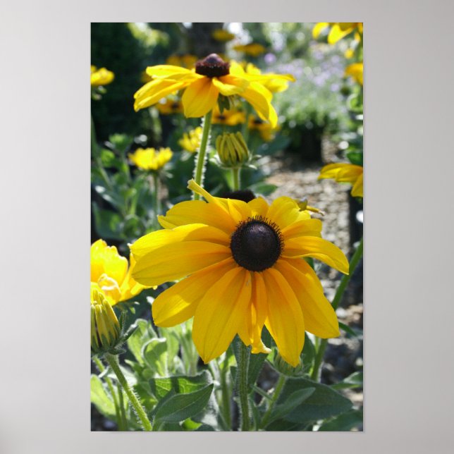 Affiches "Rudbeckia Bloom" (Devant)