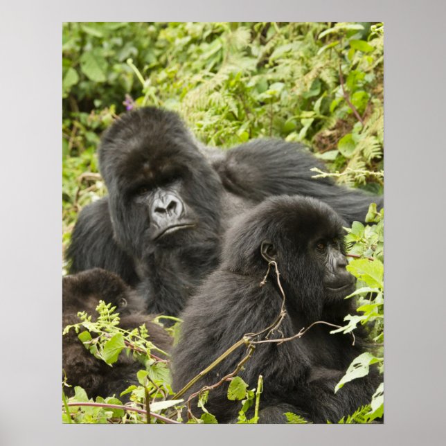 Affiches Rwanda, Parc national des volcans. Montagne (Devant)