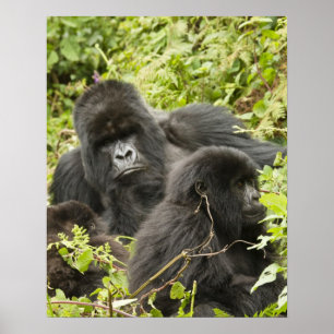 Affiches Rwanda, Volcanoes National Park