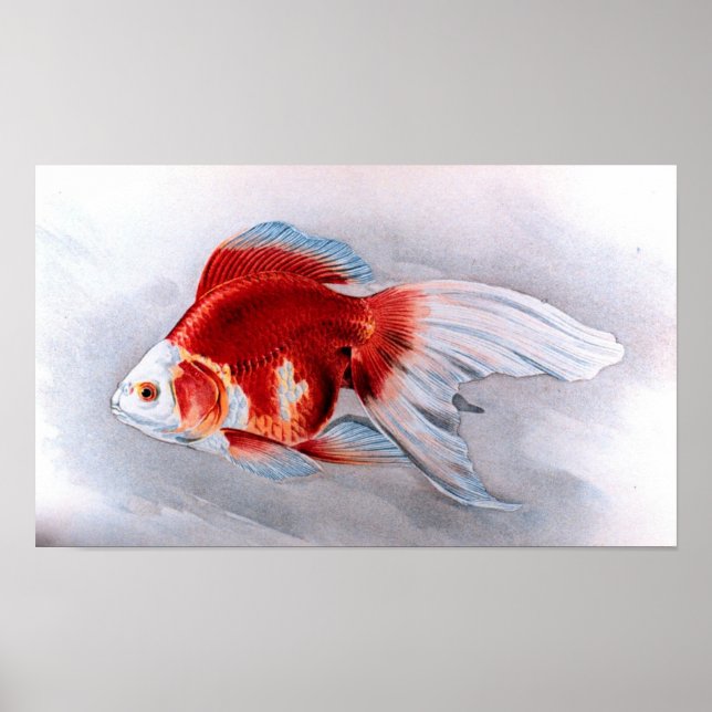Affiches Ryukin goldfish (Devant)