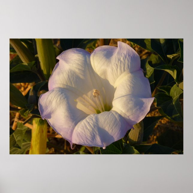Affiches Sacré Fleur sauvage du désert des fleurs de Datura (Devant)