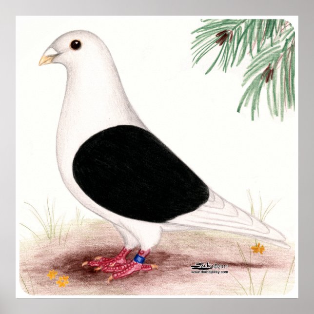 Affiches Saddle Homer Pigeon (Devant)