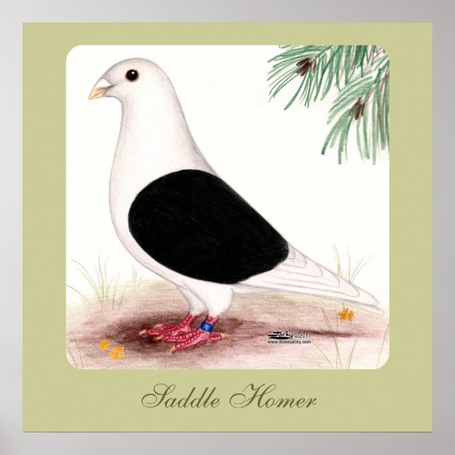 Affiches Saddle Homer Pigeon (Devant)