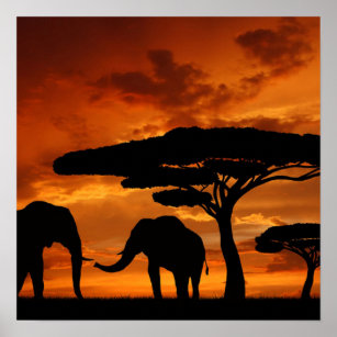 Affiches Safari Baobab africain silhouette d'éléphant