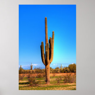 Affiches Saguaro
