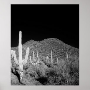 Affiches Saguaro Cactus