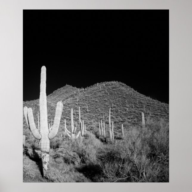 Affiches Saguaro Cactus (Devant)