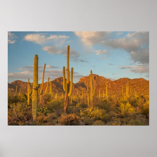 Affiches Saguaro cactus at sunset (Devant)