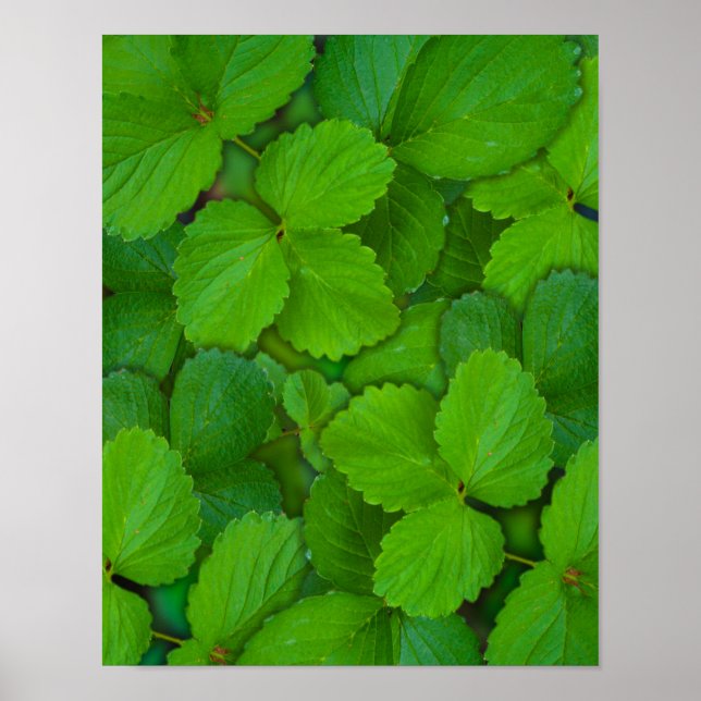 Affiches Saint Basil Tulsi Green Mint Feuilles (Devant)