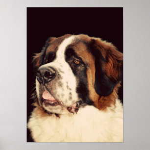 Affiches Saint Bernard