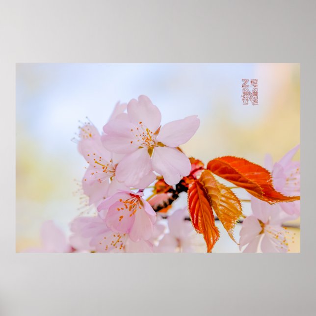 Affiches Sakura - Fleur de cerisier japonaise (Devant)