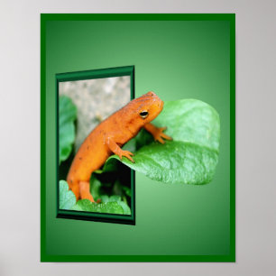 Affiches Salamandre Rouge Orange Eft Art Cadre