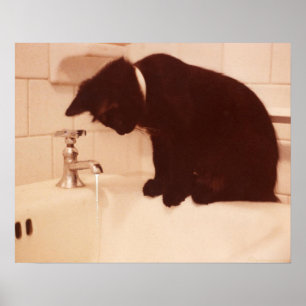 Affiches Salle de bains d'antiquité de chat noir de poivre